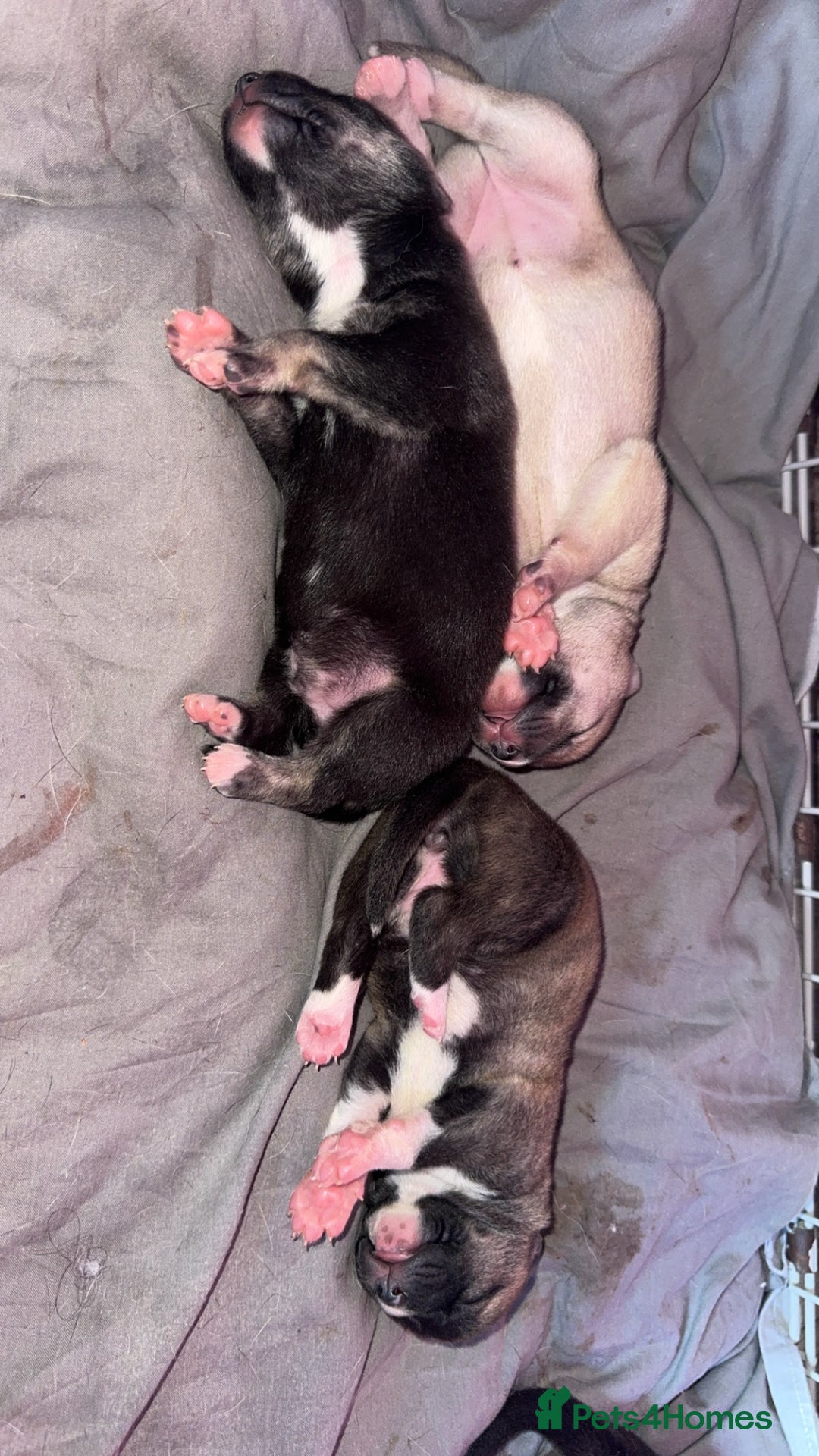 Mixed Breed dogs for sale: Stuffy puppies for sale  - Image 2