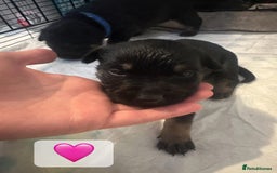 Mixed Breed dogs for sale: 8 beautiful pups, looking for forever home🐾 - Image 12