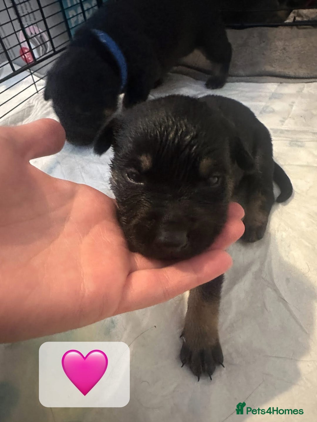 Mixed Breed dogs for sale: 8 beautiful pups, looking for forever home🐾 - Image 12