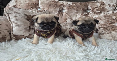 Pug dogs - Advert 11