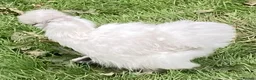 Chickens poultry for sale: Bearded Silkie Hatching Eggs - Advert 8