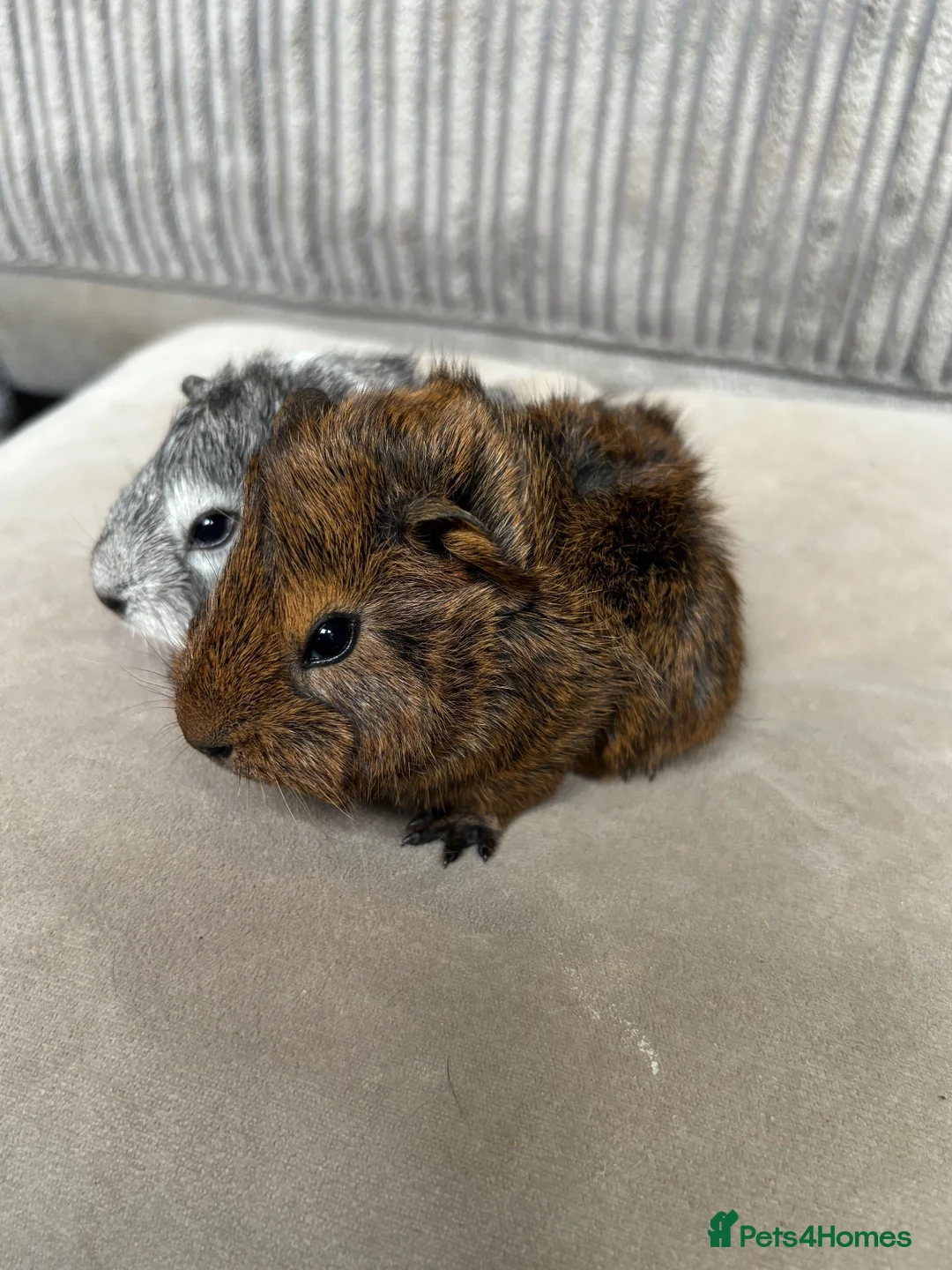 Guinea Pig rodents for sale: Baby boars available - Advert 2