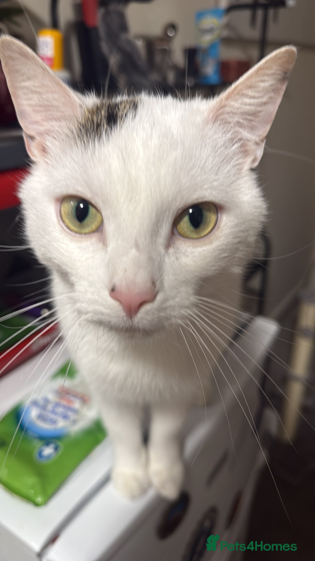 Mixed Breed cats for sale: Cats  - Advert 4