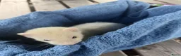 Ferret rodents for sale: Beautiful Ferret Kits for sale  - Advert 10