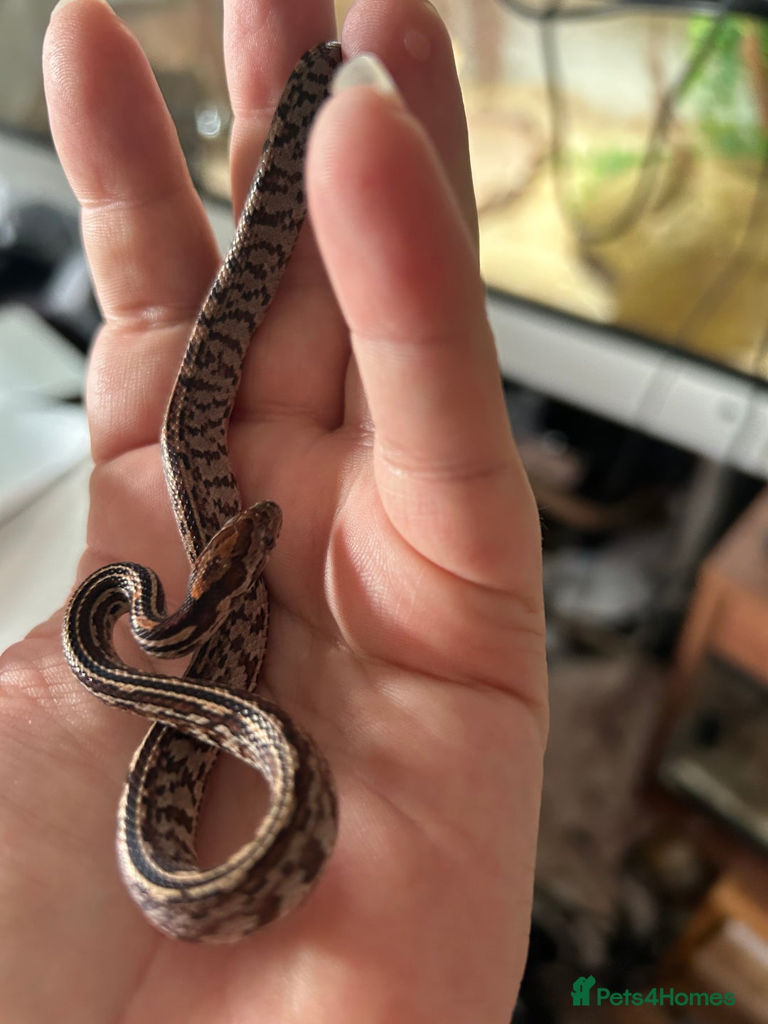 Corn Snake reptiles for sale: Tessera het lavender cornsnakes - Image 7