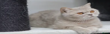British Shorthair lilac mackerel 4 years old 