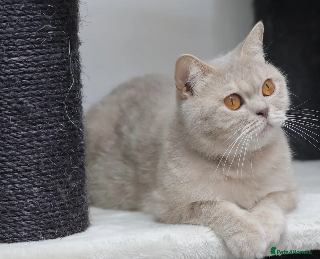 British Shorthair cats for sale: British Shorthairs seeking forever homes - Advert 12