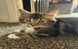 Domestic Shorthair cats for sale: Mixed breed kitten  - Image 2