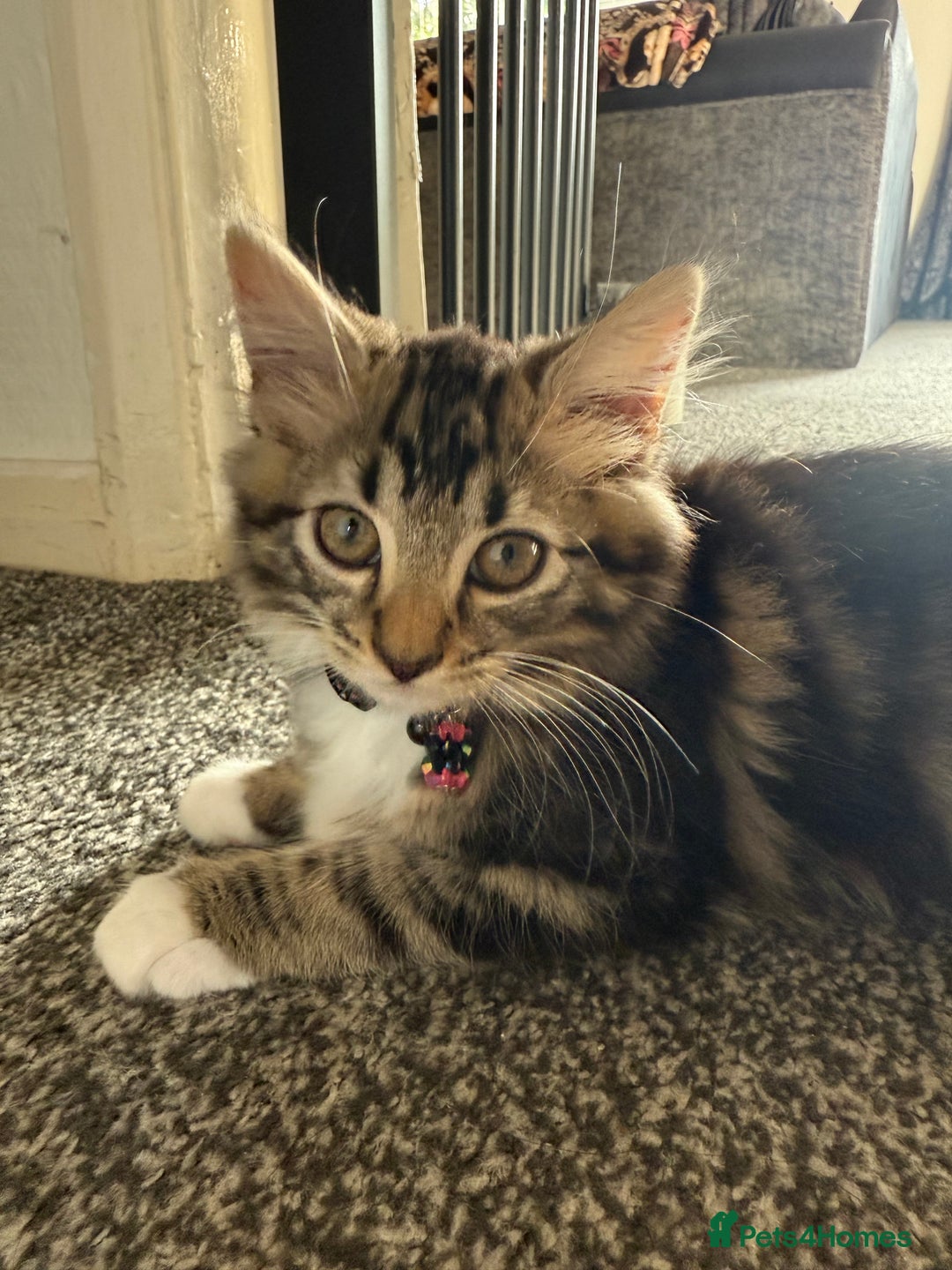 Domestic Shorthair cats for sale: Mixed breed kitten  - Image 2