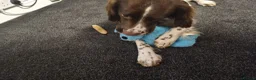English Springer Spaniel dogs for stud: Stud springer spaniel Kc registered, full pedigree in Rotherham - Advert 5