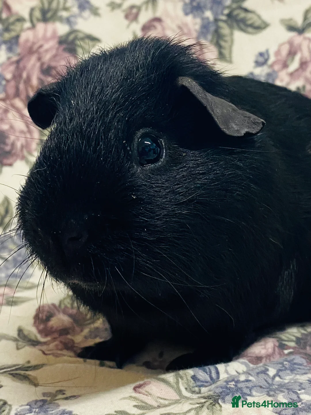 Guinea Pig rodents for sale: Pretty mix of male guineapig babies and youngsters - Advert 10