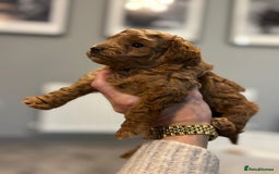 Cavapoo dogs for sale: F1b cavapoo babies - Advert 3