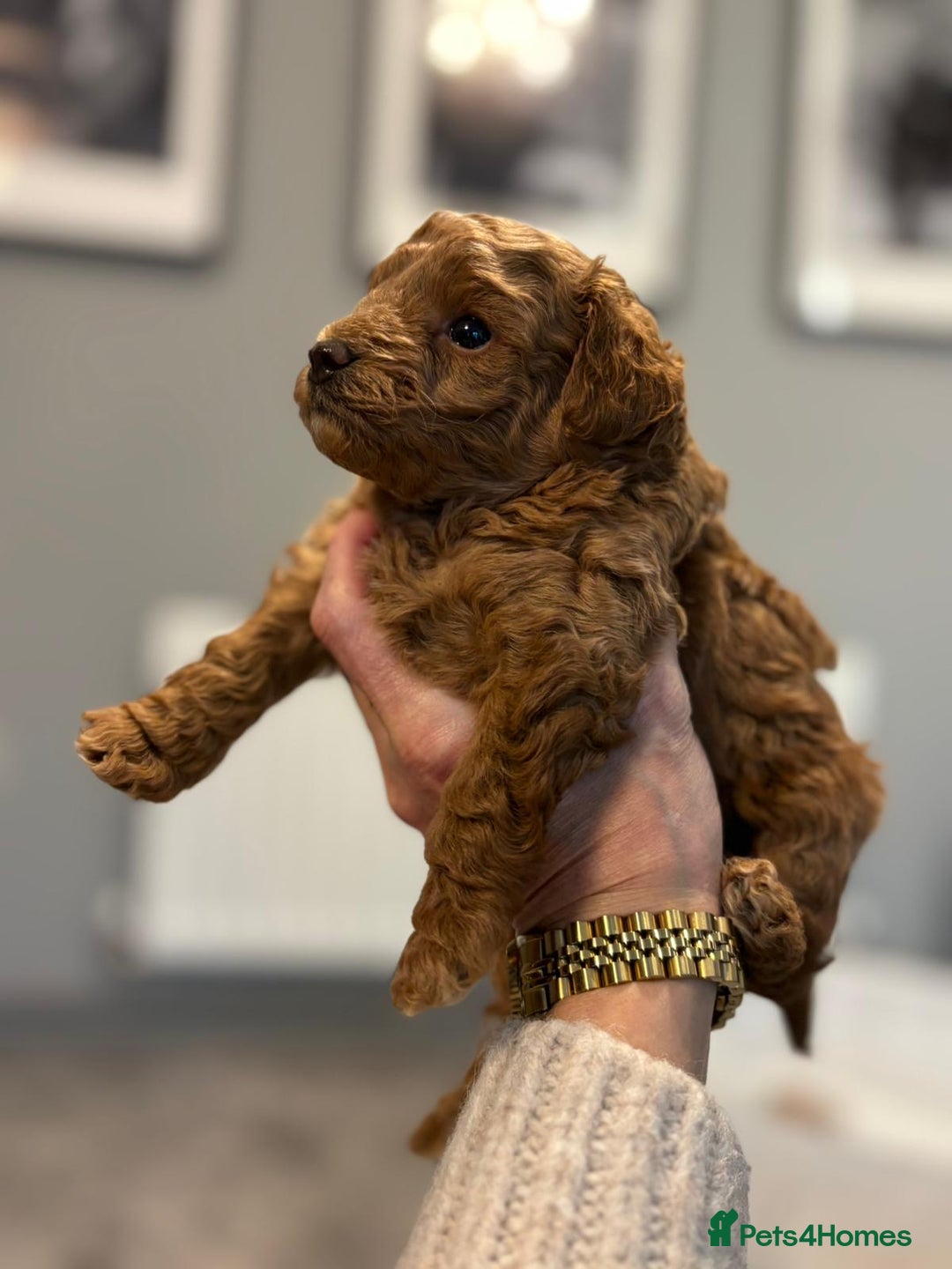 Cavapoo dogs for sale: F1b cavapoo babies - Advert 3