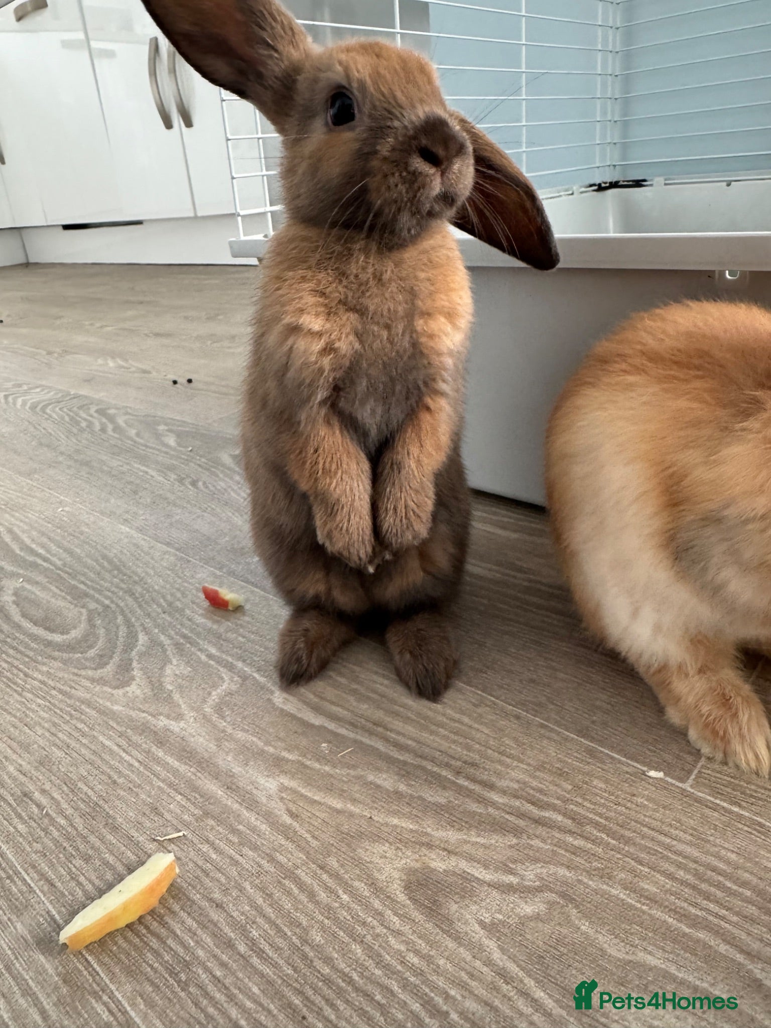 Mini Lop rabbits 2 babies left and two reserved.  - Advert 6
