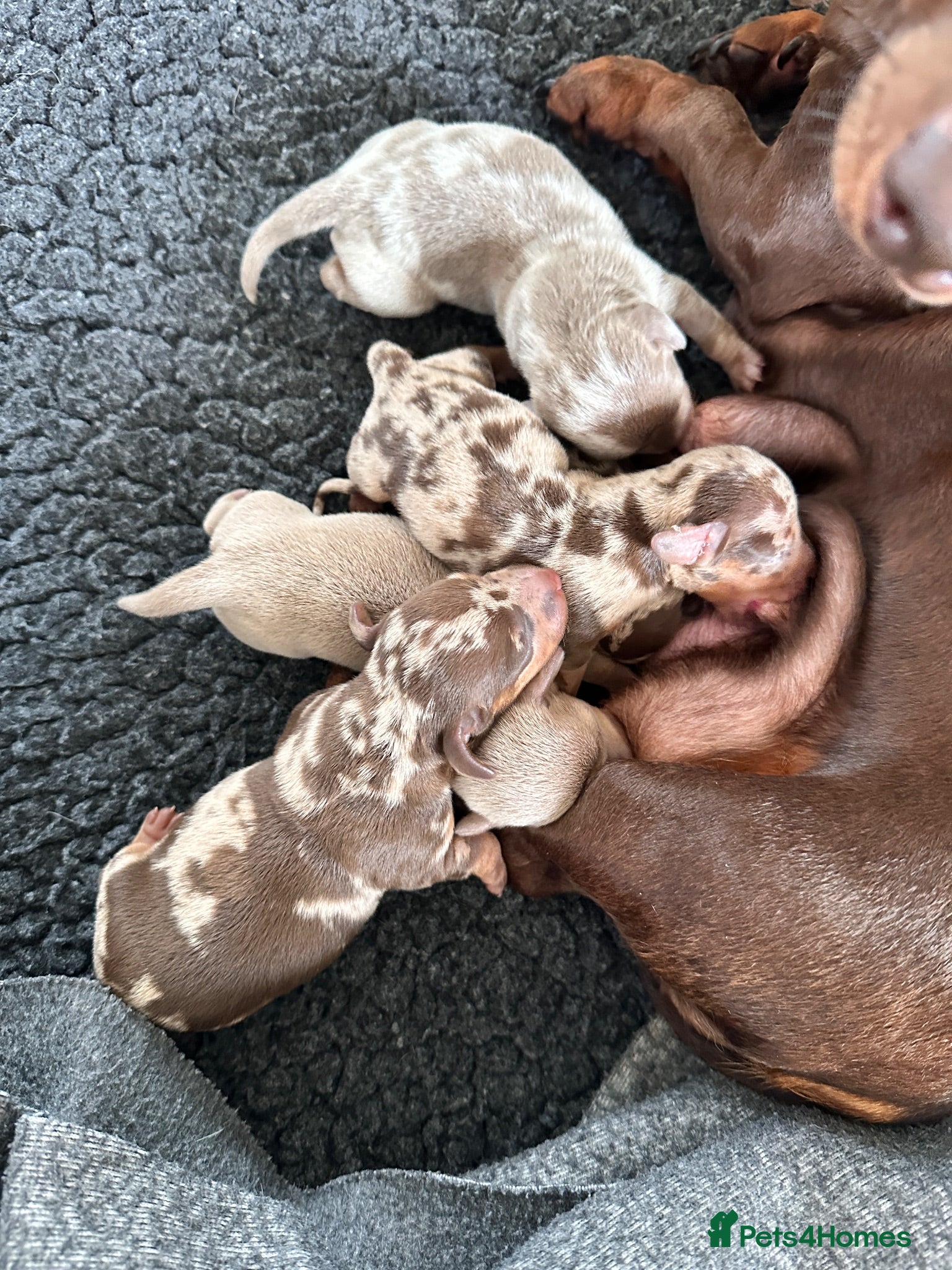 Miniature Dachshund dogs 🤍exceptional KC PRA clear🤍 - Advert 2
