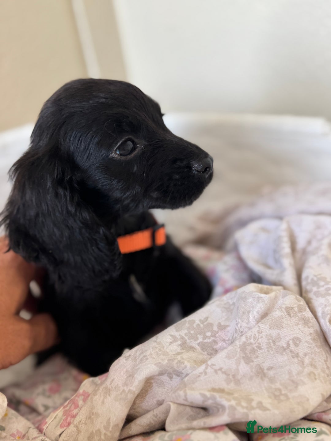 Cocker Spaniel dogs for sale: Beautiful cocker spaniels puppies for sale - Image 27