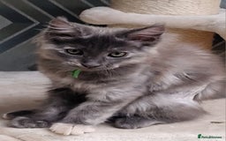 Maine Coon cats for sale: Beautiful Fluffy Maine Coon Kittens - Image 1