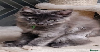 Maine Coon cats - Advert 7