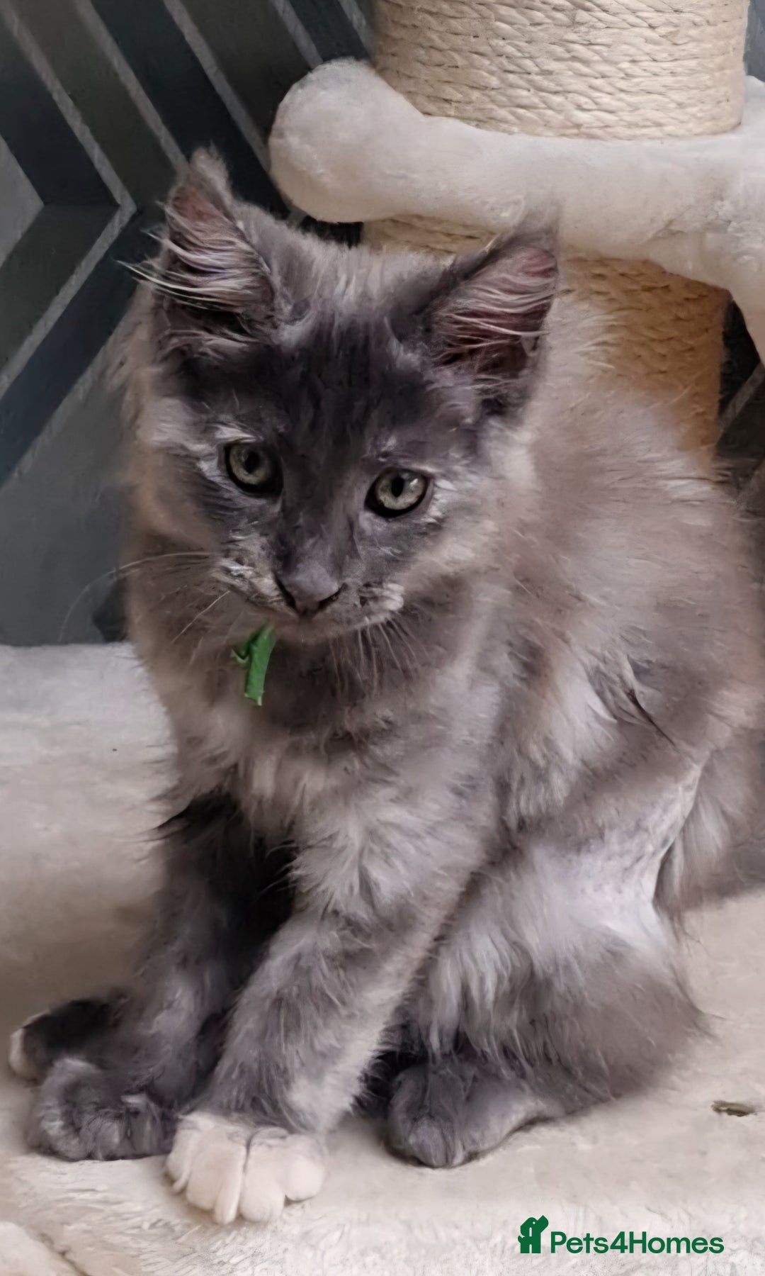 Maine Coon cats for sale: Beautiful Fluffy Maine Coon Kittens - Image 1