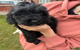Cockapoo dogs for sale: Cockapoo pups - Image 3