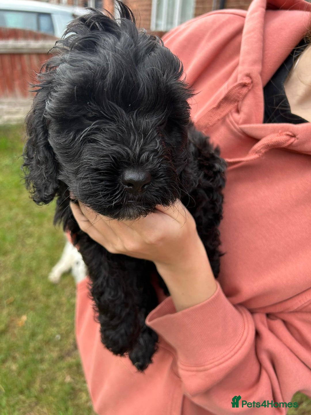 Cockapoo dogs for sale: Cockapoo pups - Image 3