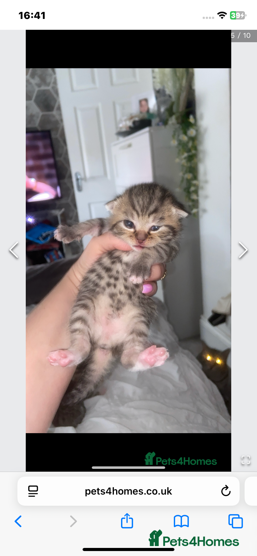 Mixed Breed cats 6 x Stunning Mixed Bengal/British Shorthair Cross  - Advert 3