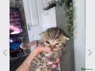 Mixed Breed cats 6 x Stunning Mixed Bengal/British Shorthair Cross - Advert 3