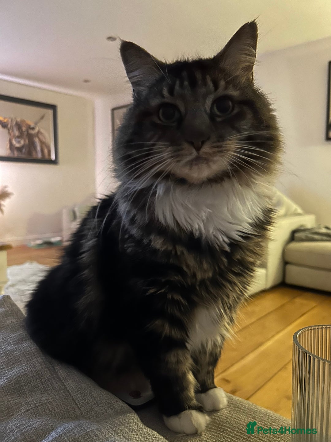 British Longhair cats for sale: Incredibly Beautiful British Longhair Male Cat - Advert 22