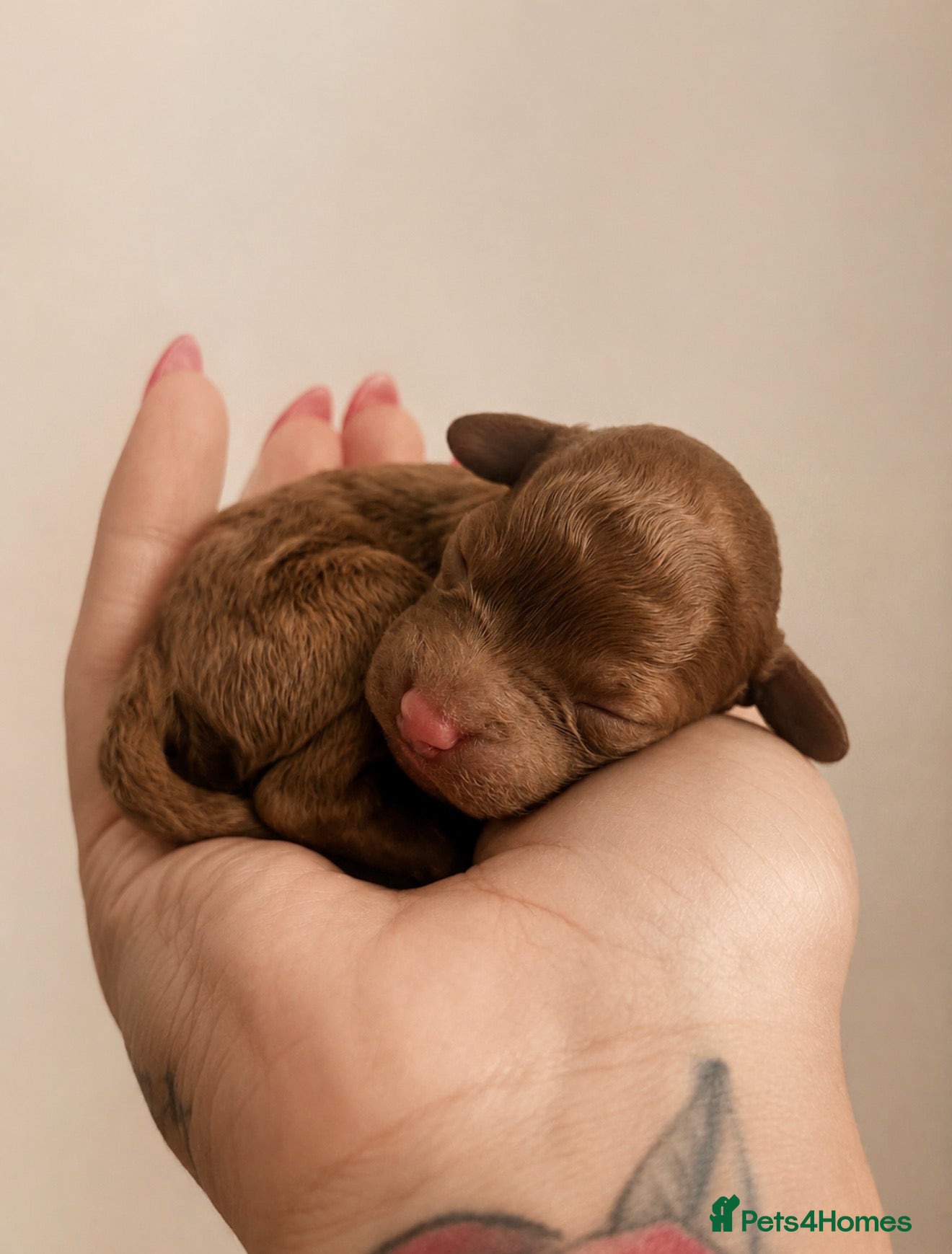 Toy Poodle dogs 🐩🤎Exceptional Deep Red Toy Poodle Puppies 🤎🐩  - Advert 2