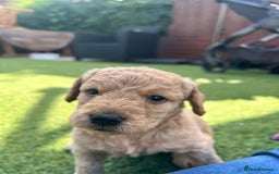 Labradoodle dogs for sale: Gorgeous Litter of F1 Labradoodle Puppies  in Lydbury North - Image 8