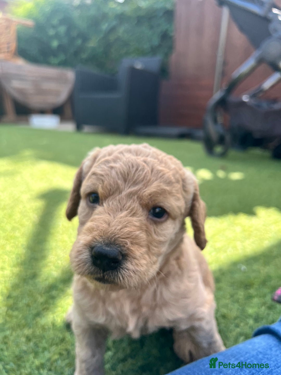 Labradoodle dogs for sale: Gorgeous Litter of F1 Labradoodle Puppies  in Lydbury North - Image 8