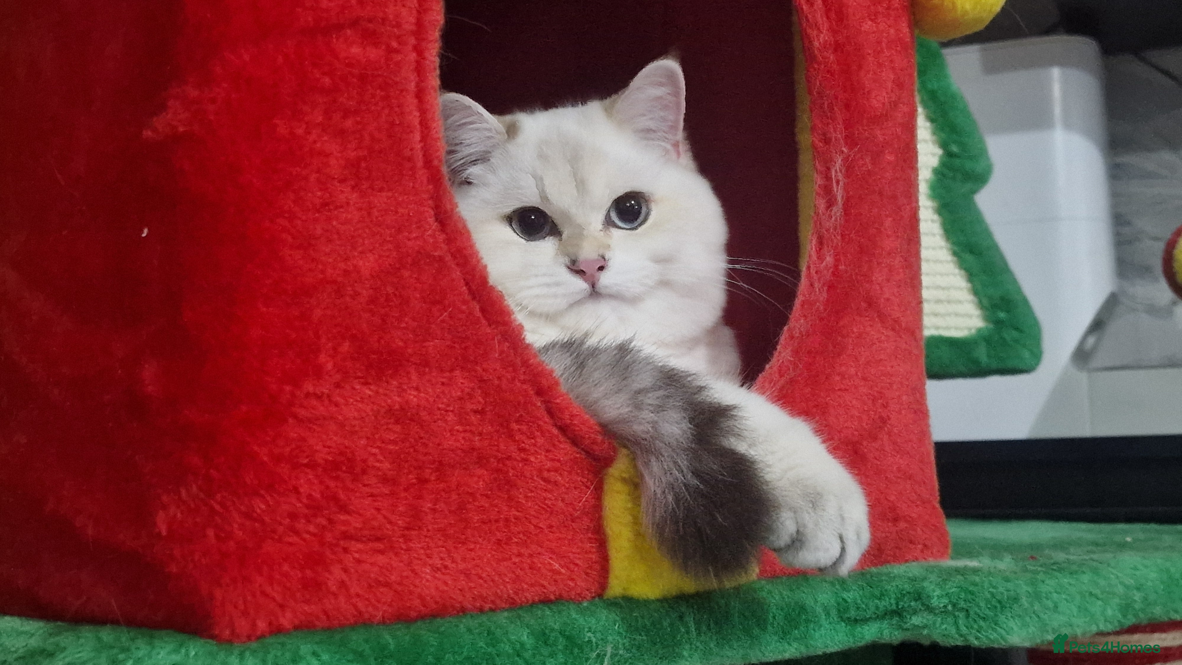 British Shorthair cats Golden British shorthair Pedigree Neutered  - Advert 1