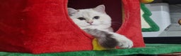 British Shorthair cats for sale: Golden British shorthair Pedigree Neutered  - Advert 3