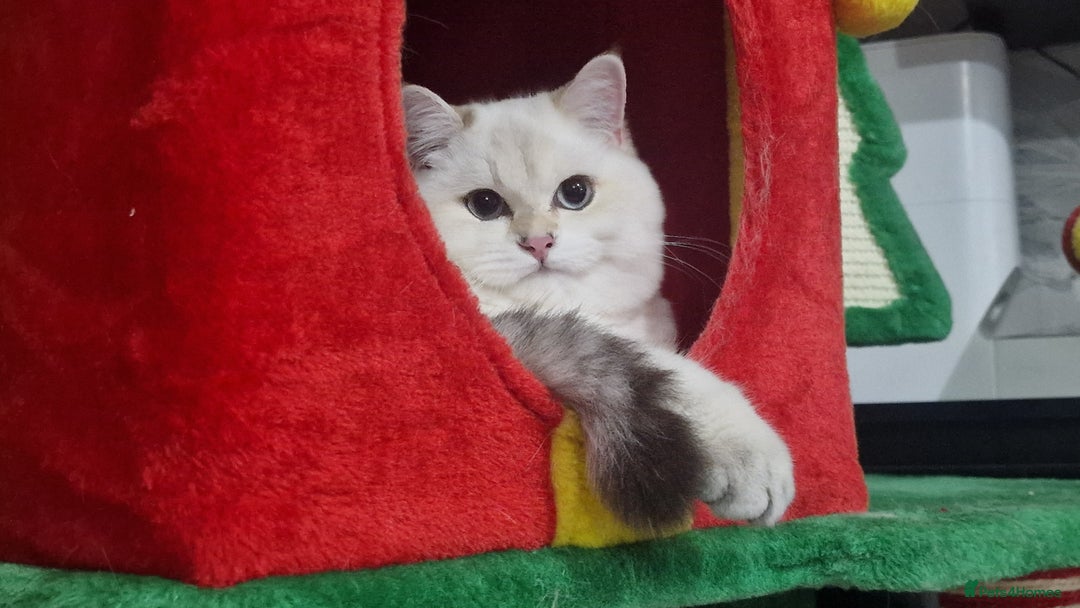 British Shorthair cats for sale: Golden British shorthair Pedigree Neutered  - Advert 3