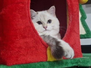 British Shorthair cats Golden British shorthair Pedigree Neutered - Advert 4