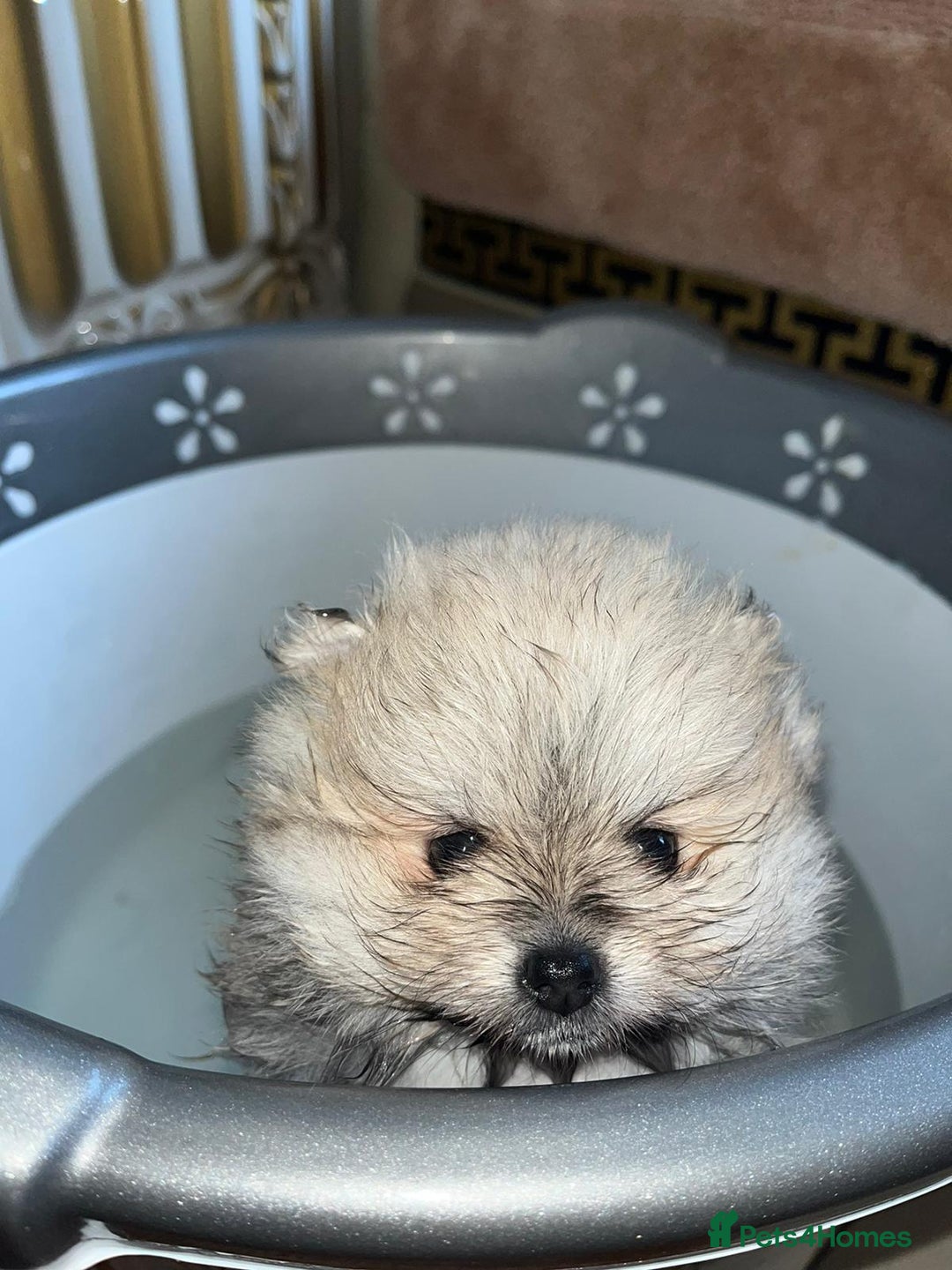 Pomeranian dogs for sale: Kc Reg Pomeranian Pups - Advert 9