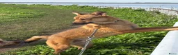 Mixed Breed dogs for adoption: Toffee - Norwich Norfolk  in Norwich - Advert 9
