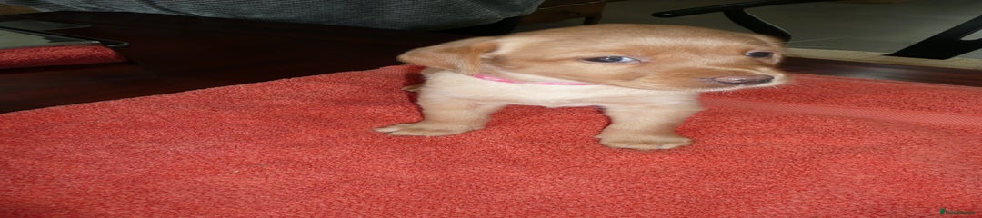 Labrador Retriever Puppy 10 pink collar