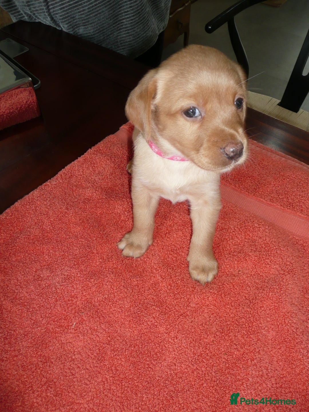 Labrador Retriever dogs for sale: Labrador puppies -1 black girl & 3 black boys left - Image 11