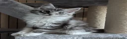 Maine Coon cats for sale: Male Maine Coon Kitten. Both parents can be seen  - Advert 24