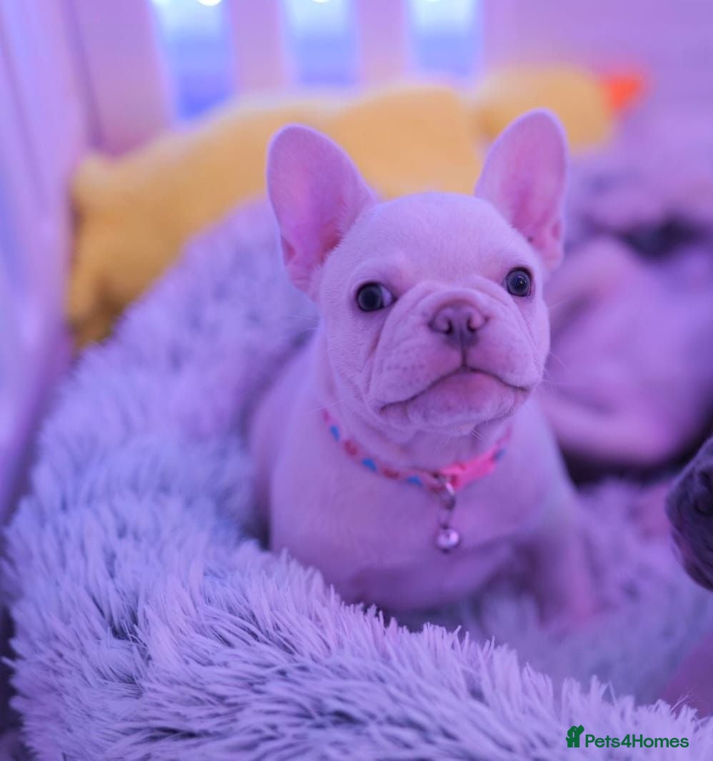 French Bulldog dogs French bulldog  - Advert 7