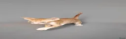 Cornish Rex cats for sale: Cornish Rex Kittens Available for Reservation  - Advert 14