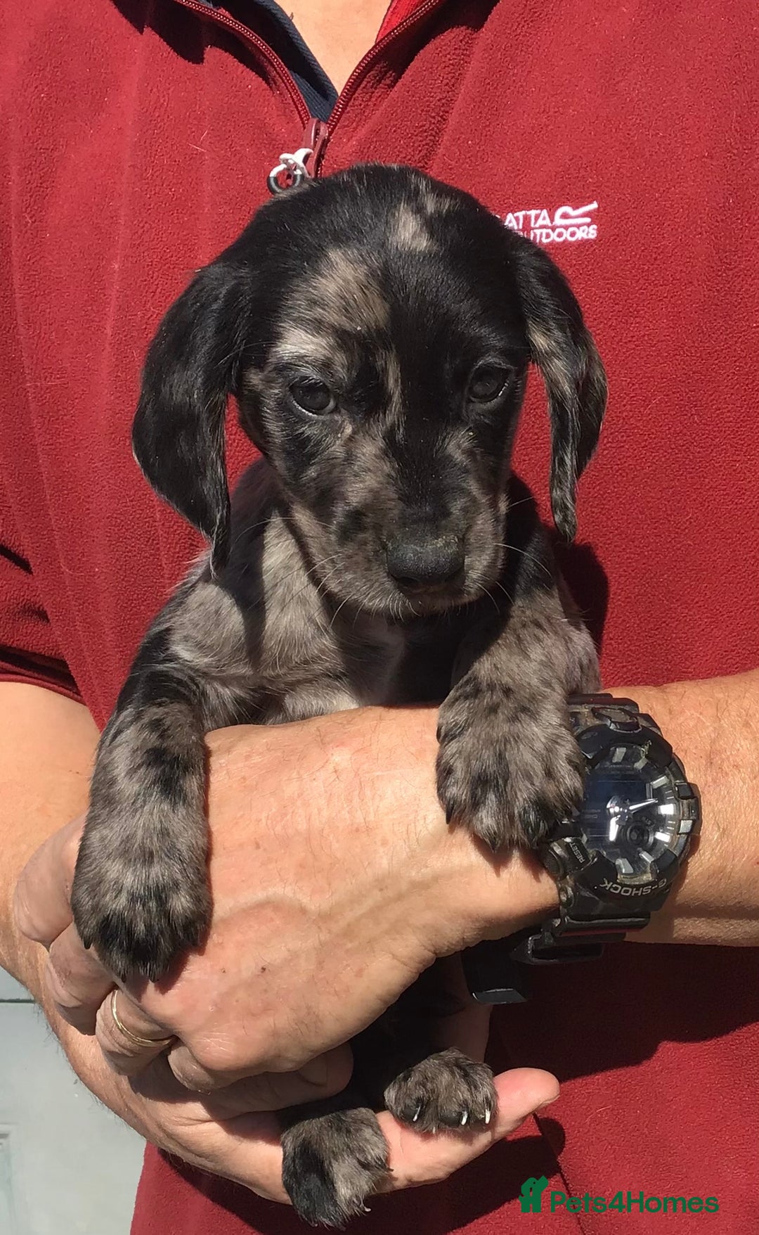 Cockerdor dogs for sale: AMAZING COCKERDOR/COCKADOR PUPPIES - Image 6