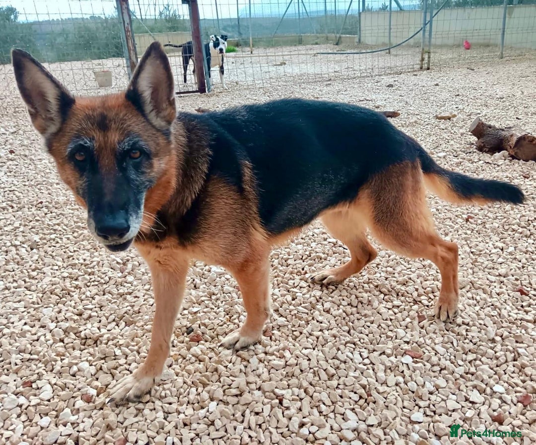 Mixed Breed dogs for adoption: 8 years in chains 😭 🚨 urgent in Hengoed - Image 7