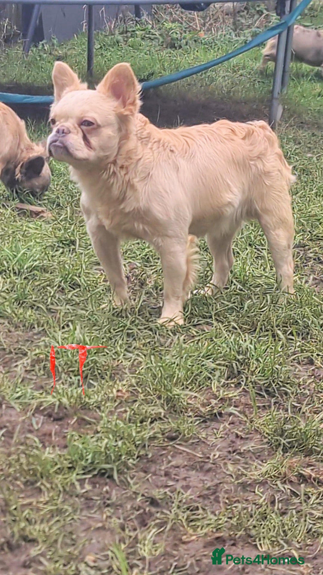 French Bulldog dogs ✨ Elite Fluffy French Bulldog Stud Available ✨ - Advert 15