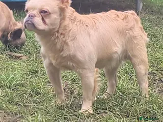 French Bulldog dogs ✨ Elite Fluffy French Bulldog Stud Available ✨ - Advert 15