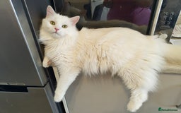 Domestic Shorthair cats for sale: 2 male kittens ready to go - Image 5