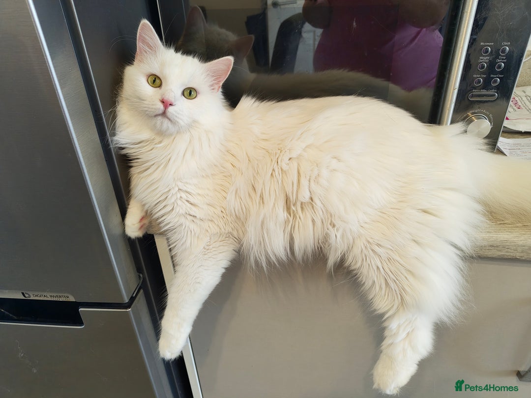 Domestic Shorthair cats for sale: 2 male kittens ready to go - Image 5