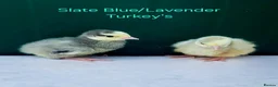 Turkeys poultry for sale: Turkey Chicks Available, pure colours - Advert 2
