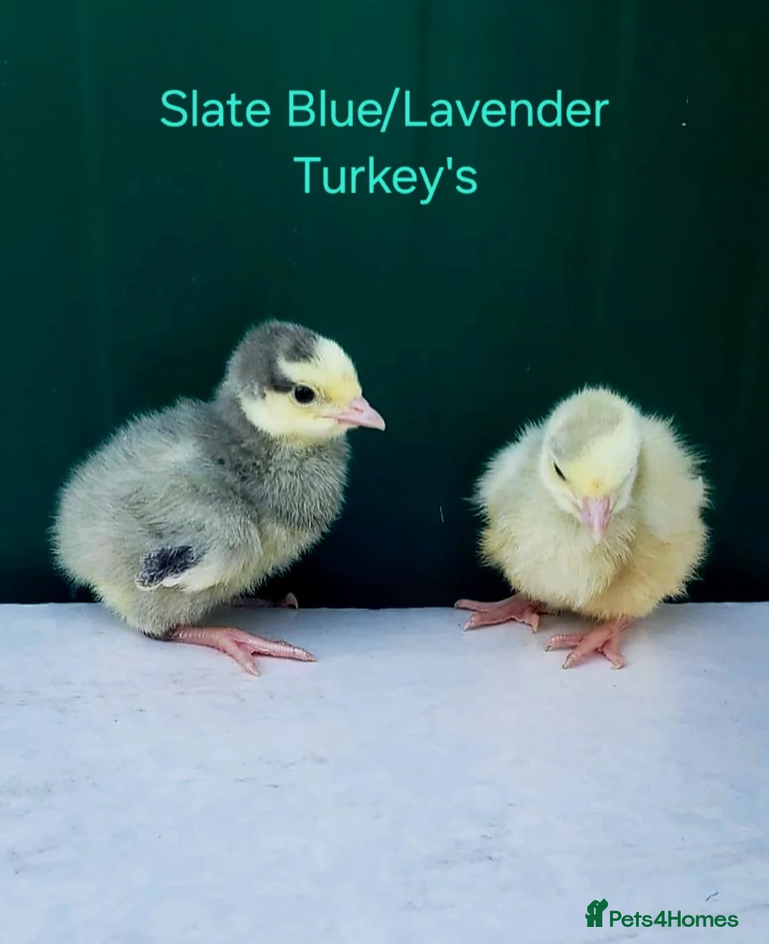 Turkeys poultry for sale: Turkey Chicks Available, pure colours - Advert 2